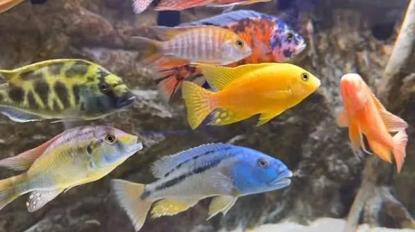 african cichlid mix 6-8cm