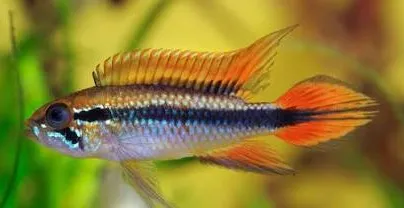 apistogramma agassisi 3-3.5cm