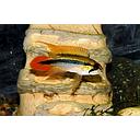 apistogramma agassisi 3cm