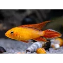 apistogramma agassizii gold red 4cm