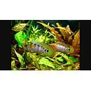 apistogramma baenshi inca 3.5-4cm