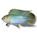 apistogramma borelli 3-4cm