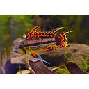 apistogramma cacatuoides double red 2-3cm