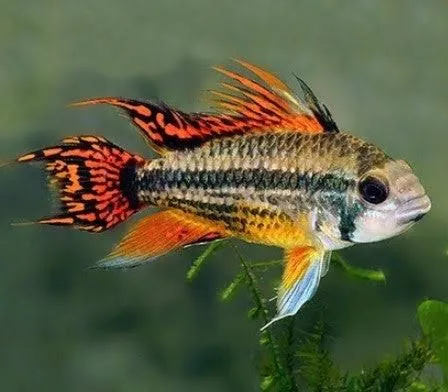 apistogramma cacatuoides double red 4cm