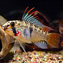 apistogramma D39 2.5-3.5cm