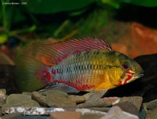 apistogramma hongsloi 4cm