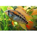 apistogramma macmasteri 3.5-4cm