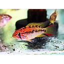 apistogramma macmasteri red mask 3.5-4cm