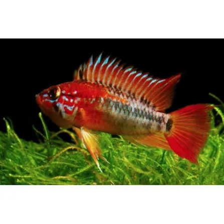 apistogramma macmasteri red mask 3.5-4cm