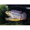 apistogramma megaptera 3-4cm