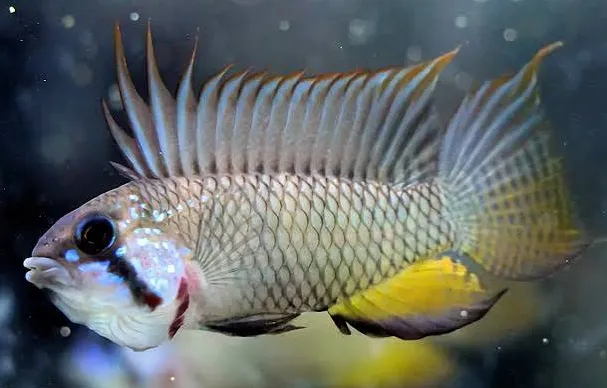 apistogramma megaptera 3-4cm