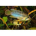 apistogramma nijsseni 3.5-4.5cm