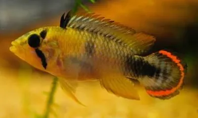 apistogramma panduro 3.5-4cm