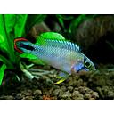 apistogramma panduro 3.5-4cm
