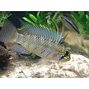 apistogramma personata 2.5-3.5cm