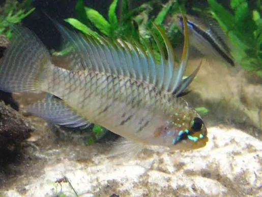 apistogramma personata 2.5-3.5cm