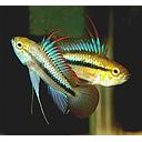 apistogramma trifasciata 3-3.5cm