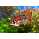 apistogramma viejeta 3.5-4cm