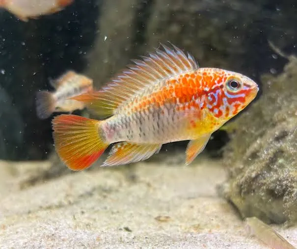 apistogramma viejeta 3.5-4cm