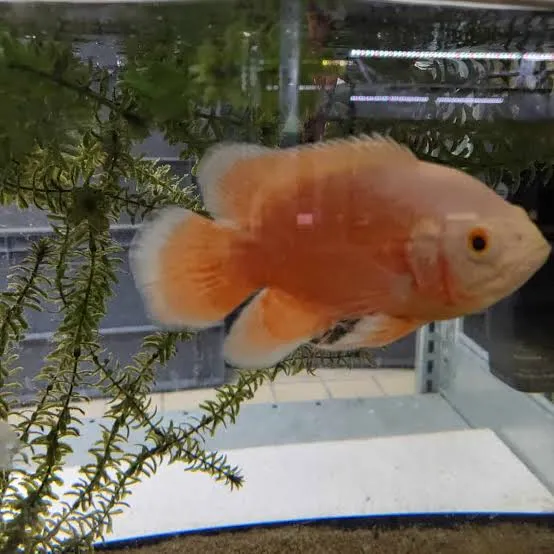 astronotus ocellatus chilli red 7.5cm
