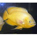 astronotus ocellatus gold 4cm