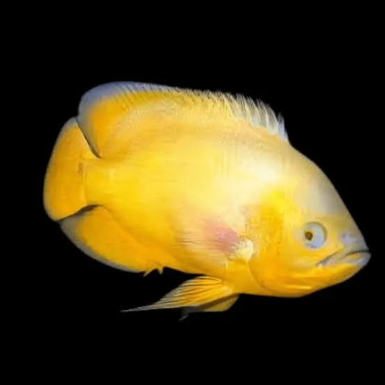 astronotus ocellatus lemon 7.5cm