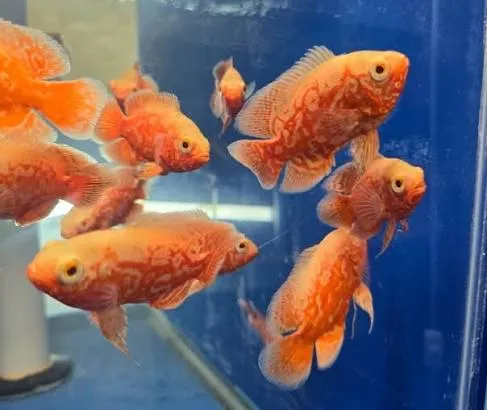 astronotus ocellatus red nemo 7.5cm