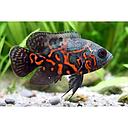 astronotus ocellatus red tiger 5cm