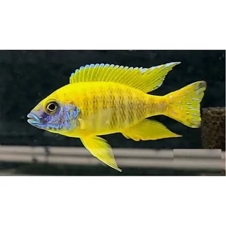aulonocara baenschi 4-5cm