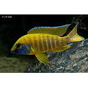 aulonocara baenschi 4-5cm