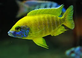 aulonocara beanschi yellow peacock 6cm