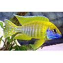 aulonocara beanschi yellow peacock 6cm