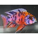 aulonocara calico red neon 5cm