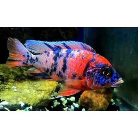 aulonocara calico red neon 5cm