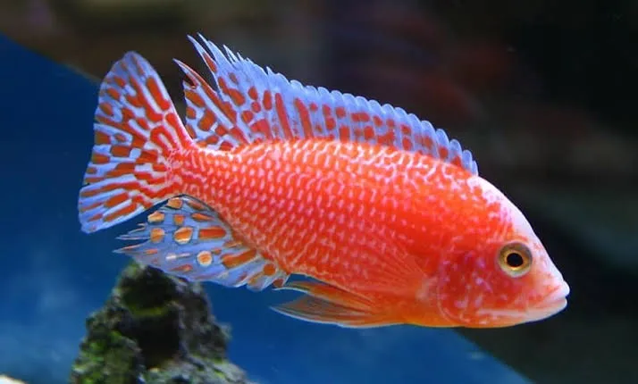 aulonocara dragon blood 3.5-4cm