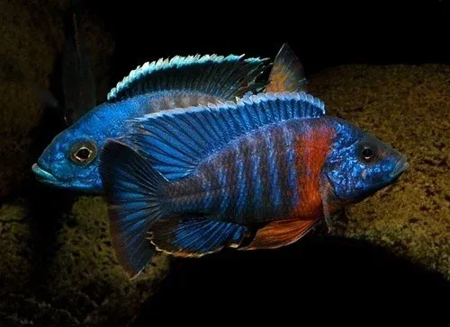 aulonocara hansbeanschi 4-4.5cm