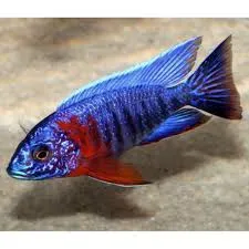 aulonocara hansbeanschi 4-4.5cm