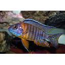 aulonocara jacobfreibergi 5-5.5cm