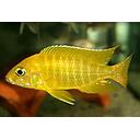 aulonocara maleri gold 4-5cm