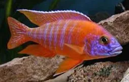 aulonocara rubin red 4-5cm