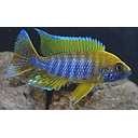 aulonocara sp. mamelela trio 1m/2v 10-12cm