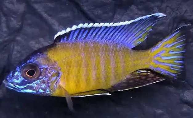 aulonocara steveni 4-5cm