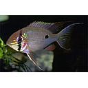 biotodoma wavrini 5.5-6.5cm