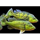 cichla kelberi 6-7cm