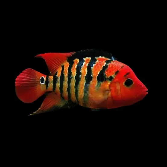 cichlasoma festae 4.5-5cm