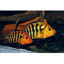 cichlasoma festae 4.5-5cm