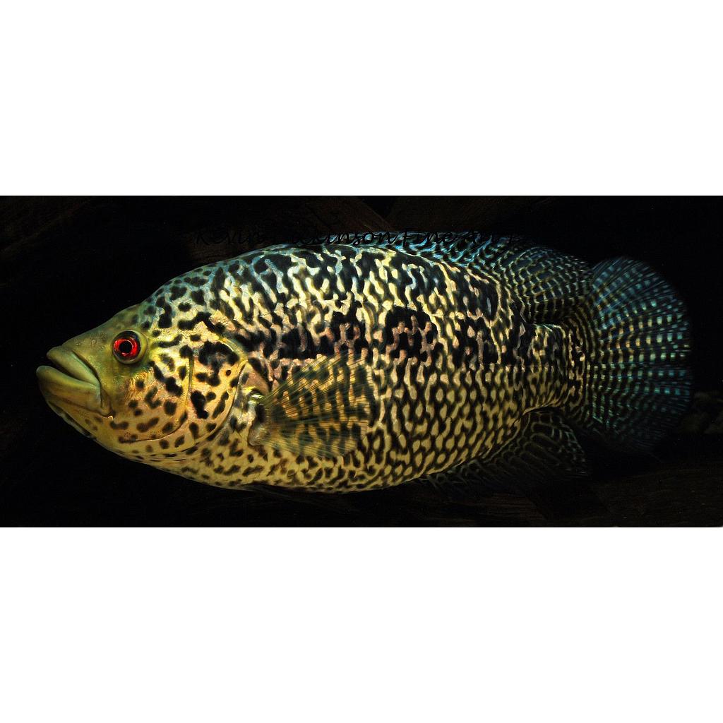 cichlasoma managuense 6-6.5cm