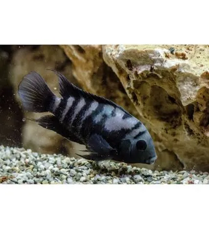cichlasoma nigrofasciatus balloon 4.5cm