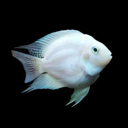 cichlasoma nigrofasciatus platinum balloon 3cm