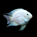 cichlasoma nigrofasciatus platinum balloon 3cm